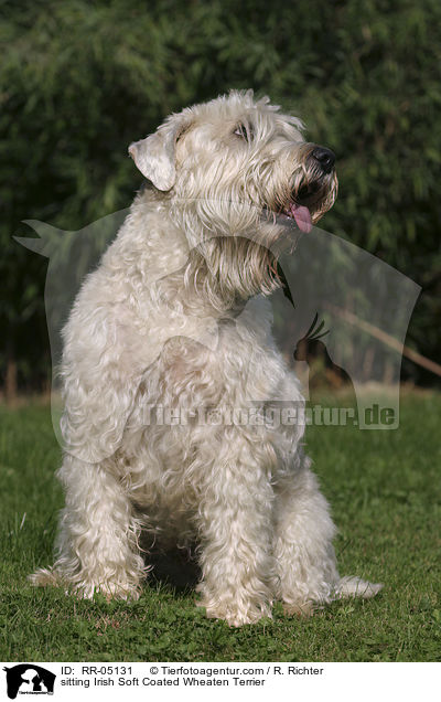 sitzender / sitting Irish Soft Coated Wheaten Terrier / RR-05131