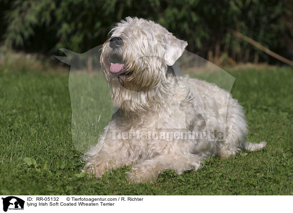 liegender / lying Irish Soft Coated Wheaten Terrier / RR-05132