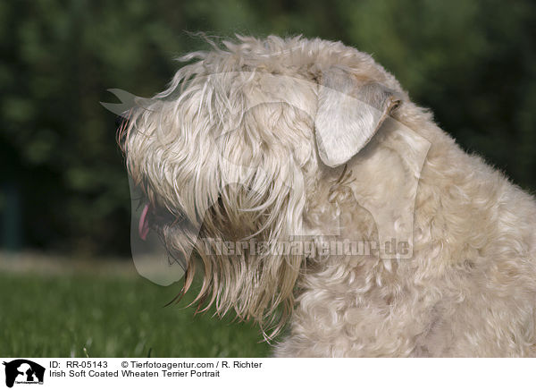 Irish Soft Coated Wheaten Terrier Portrait / Irish Soft Coated Wheaten Terrier Portrait / RR-05143