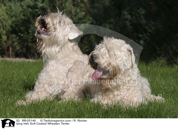 liegende / lying Irish Soft Coated Wheaten Terrier / RR-05146
