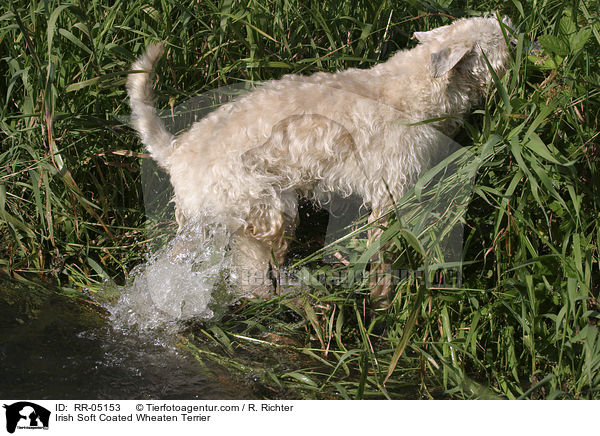 Irish Soft Coated Wheaten Terrier / Irish Soft Coated Wheaten Terrier / RR-05153