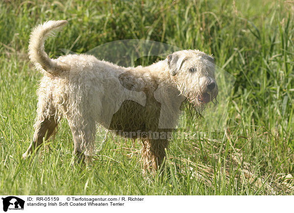 standing Irish Soft Coated Wheaten Terrier / RR-05159