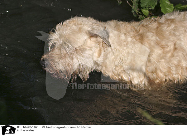Irish Soft Coated Wheaten Terrier im Wasser / in the water / RR-05162