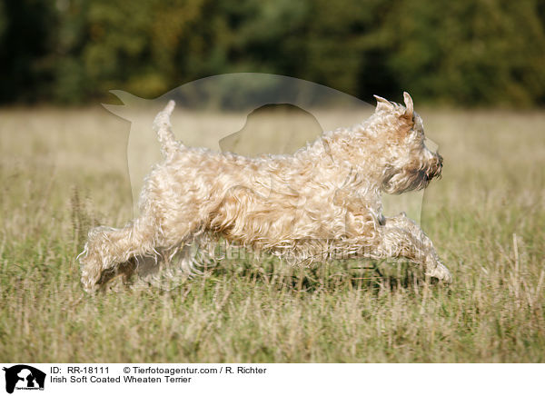 Irish Soft Coated Wheaten Terrier / RR-18111