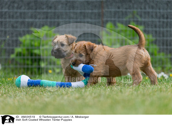 Irish Soft Coated Wheaten Terrier Welpen / Irish Soft Coated Wheaten Terrier Puppies / AM-04519