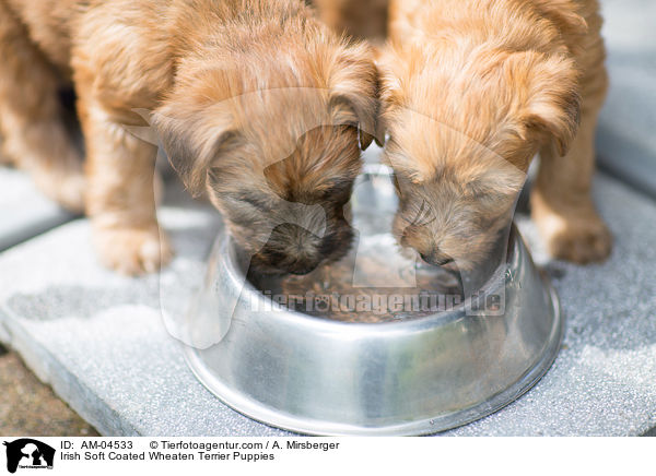 Irish Soft Coated Wheaten Terrier Welpen / Irish Soft Coated Wheaten Terrier Puppies / AM-04533