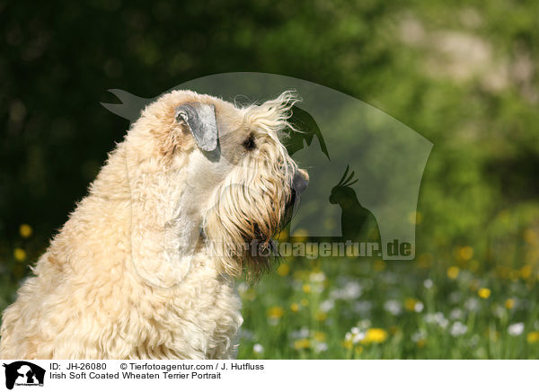 Irish Soft Coated Wheaten Terrier Portrait / JH-26080