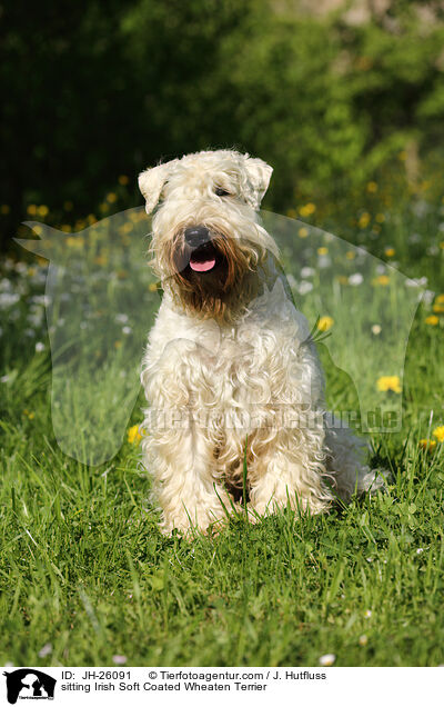 sitting Irish Soft Coated Wheaten Terrier / JH-26091