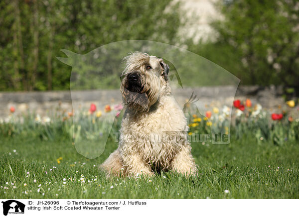 sitzender Irish Soft Coated Wheaten Terrier / sitting Irish Soft Coated Wheaten Terrier / JH-26096