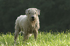 standing Irish Soft Coated Wheaten Terrier