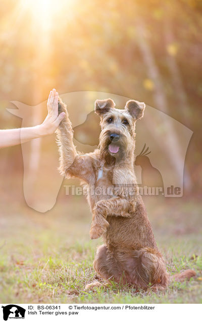 Irish Terrier gives paw / BS-06341
