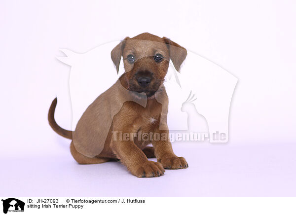 sitting Irish Terrier Puppy / JH-27093