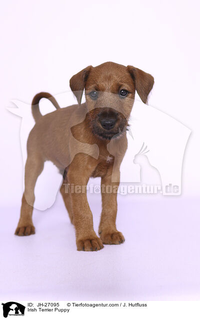 Irish Terrier Puppy / JH-27095
