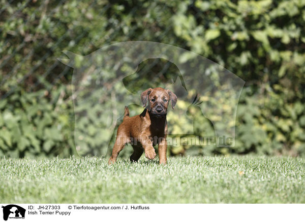 Irish Terrier Puppy / JH-27303