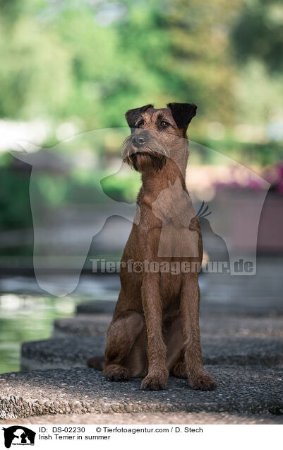 Irish Terrier in summer / DS-02230