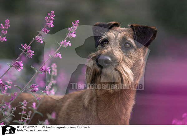 Irish Terrier in summer / DS-02271
