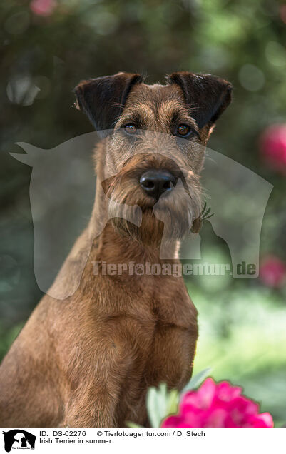 Irish Terrier in summer / DS-02276