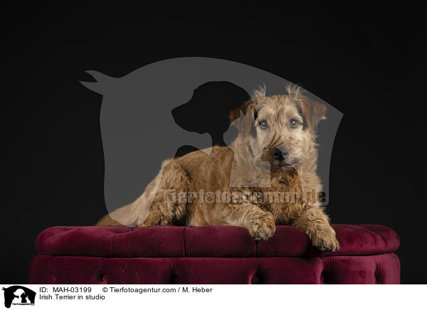 Irish Terrier in studio / MAH-03199