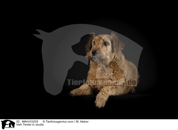 Irish Terrier in studio / MAH-03205