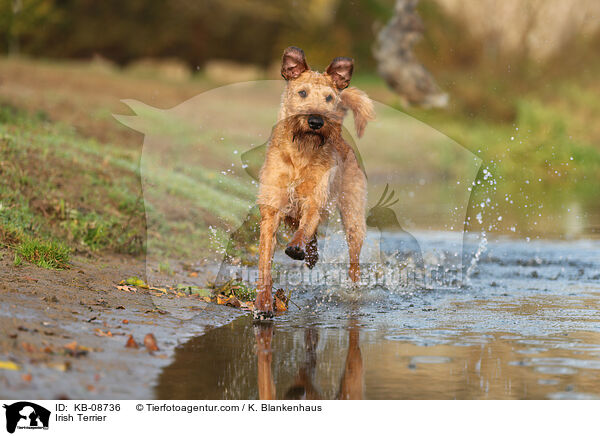 Irischer Terrier / Irish Terrier / KB-08736