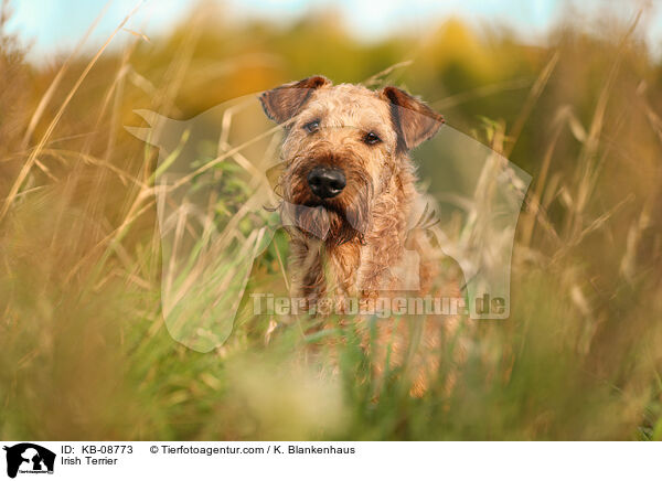 Irischer Terrier / Irish Terrier / KB-08773