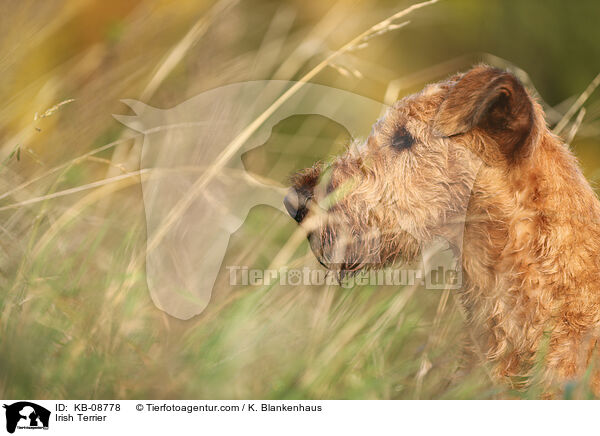 Irischer Terrier / Irish Terrier / KB-08778