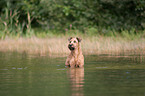 bathing Irish Terrier