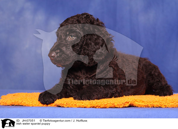 irish water spaniel puppy / JH-07051