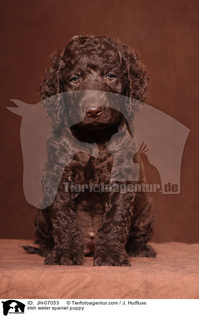 irish water spaniel puppy / JH-07053