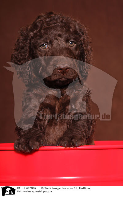irish water spaniel puppy / JH-07069