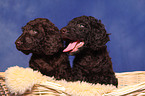 irish water spaniel puppy