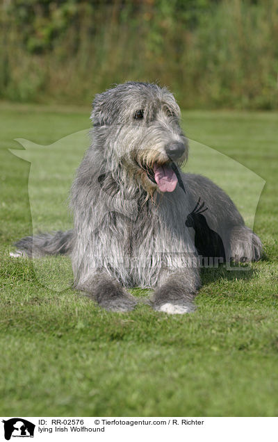 liegender Irischer Wolfshund / lying Irish Wolfhound / RR-02576