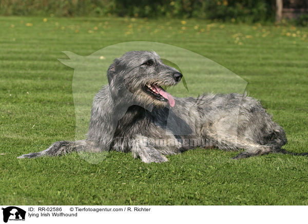 lying Irish Wolfhound / RR-02586