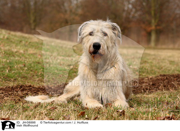 Irischer Wolfshund / Irish Wolfhound / JH-08886