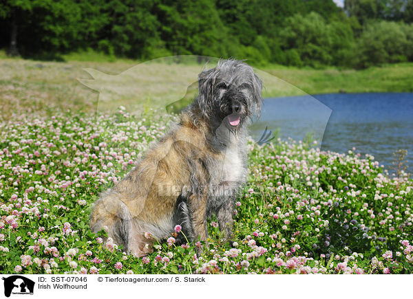 Irischer Wolfshund / Irish Wolfhound / SST-07046