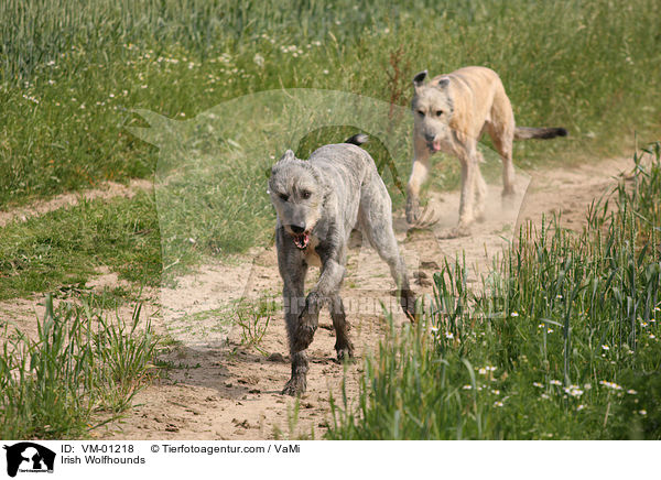 Irische Wolfshunde / Irish Wolfhounds / VM-01218