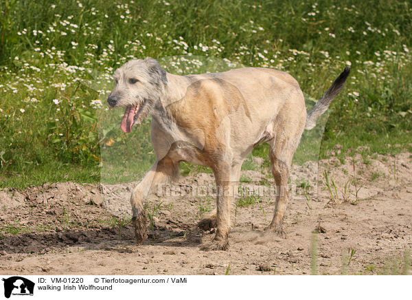 laufender Irischer Wolfshund / walking Irish Wolfhound / VM-01220