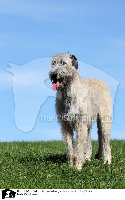 Irischer Wolfshund / Irish Wolfhound / JH-18694