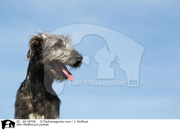 Irischer Wolfshund Portrait / Irish Wolfhound portrait / JH-18708