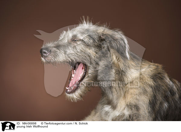 young Irish Wolfhound / NN-06898