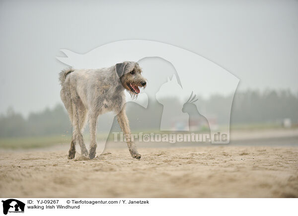 laufender Irischer Wolfshund / walking Irish Windhund / YJ-09267