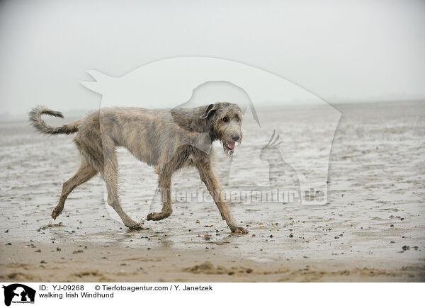 laufender Irischer Wolfshund / walking Irish Windhund / YJ-09268