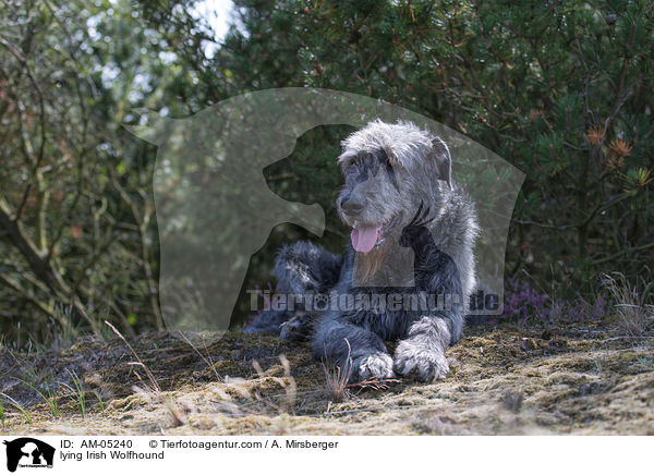 lying Irish Wolfhound / AM-05240