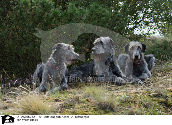 Irish Wolfhounds / AM-05252