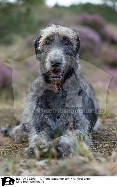 lying Irish Wolfhound / AM-05259