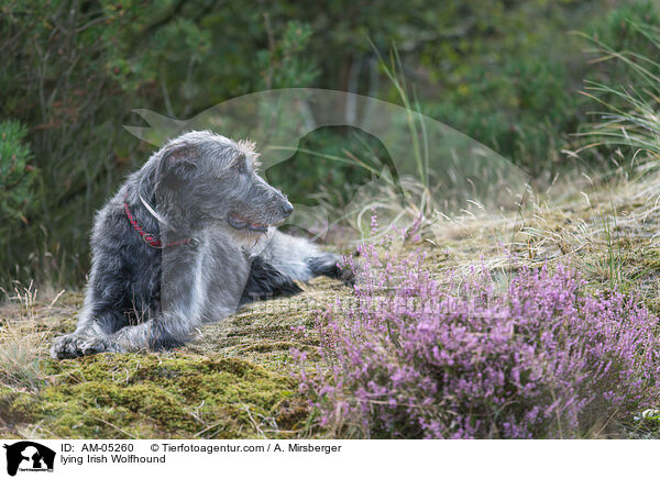 lying Irish Wolfhound / AM-05260