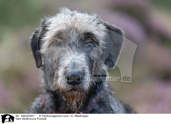 Irish Wolfhound Portrait / AM-05261