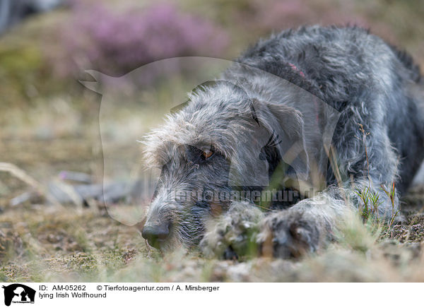 lying Irish Wolfhound / AM-05262