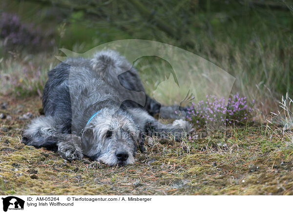 lying Irish Wolfhound / AM-05264