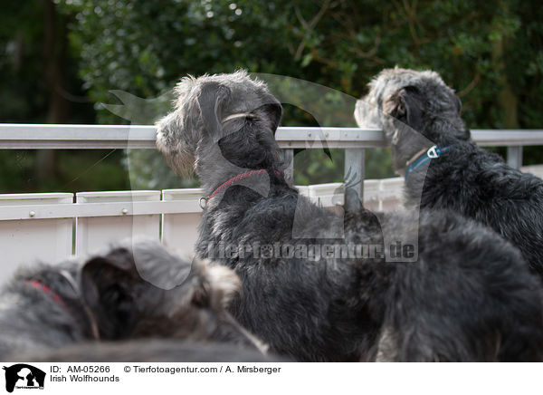 Irish Wolfhounds / AM-05266
